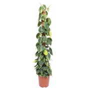 Philodendron scandens Brasil sur bâton de mousse 150 cm de haut, pot ø27 cm