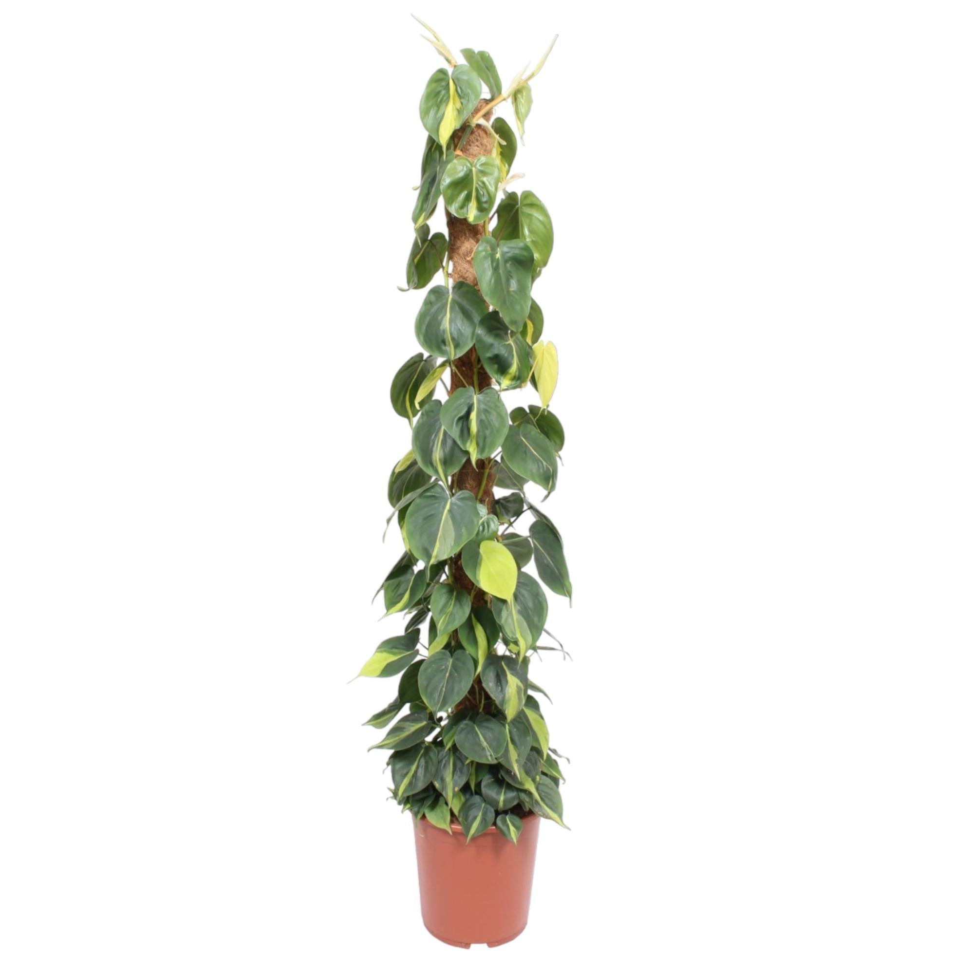 Philodendron scandens Brasil aan mosstok 150 cm hoog, pot ø27 cm