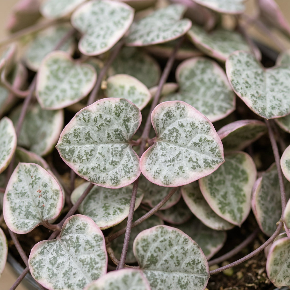 Bonte hartjesplant (Ceropegia woodii 'Variegata')