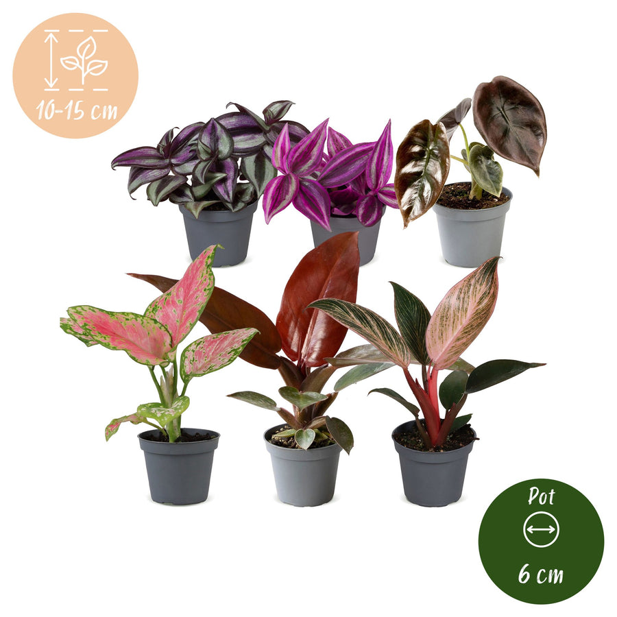 Baby Paradise Mix (6 Pflanzen, Topf ø6 cm)