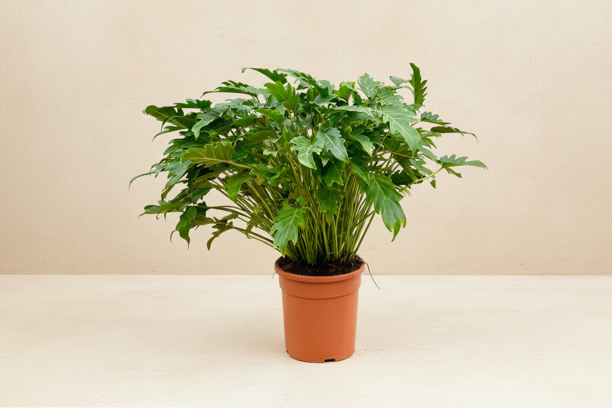 Philodendron Xanadu - 80cm - Ø27