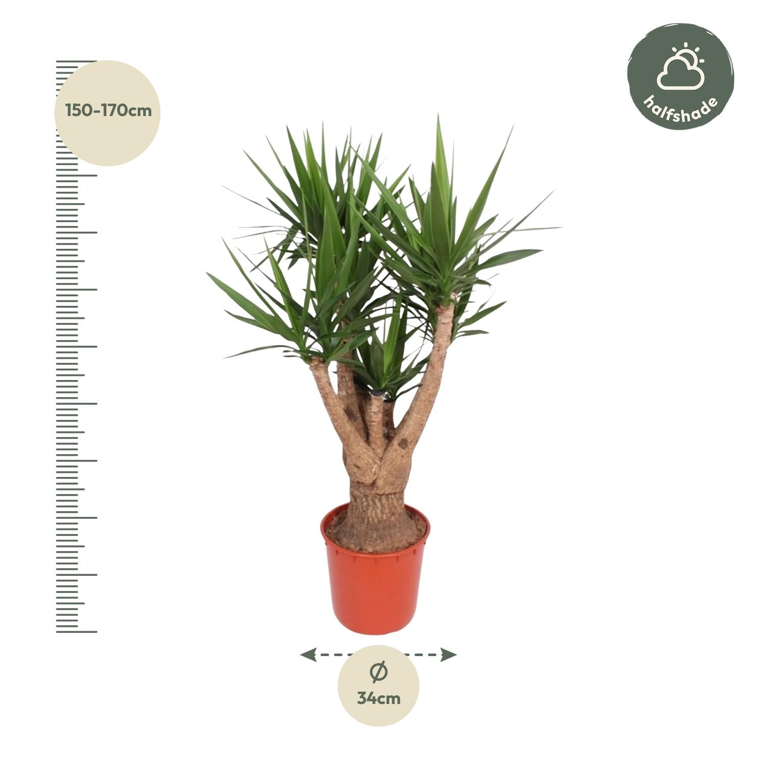 Yucca Elephantipes with branched trunk and glossy green leaves in red pot, suitable for indoor and outdoor settings.