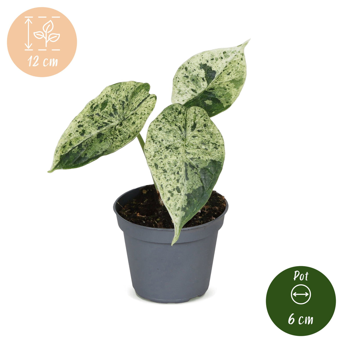Elefantenohr 12 cm hoch, Topf ø6 cm