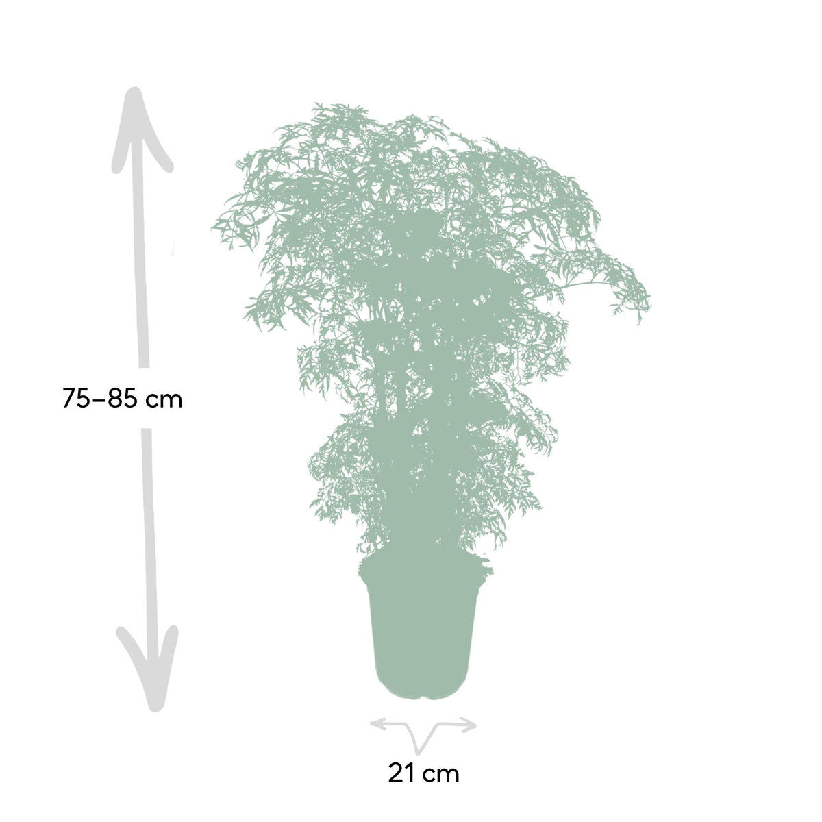 Aralia 75 cm hög, kruka ø21 cm