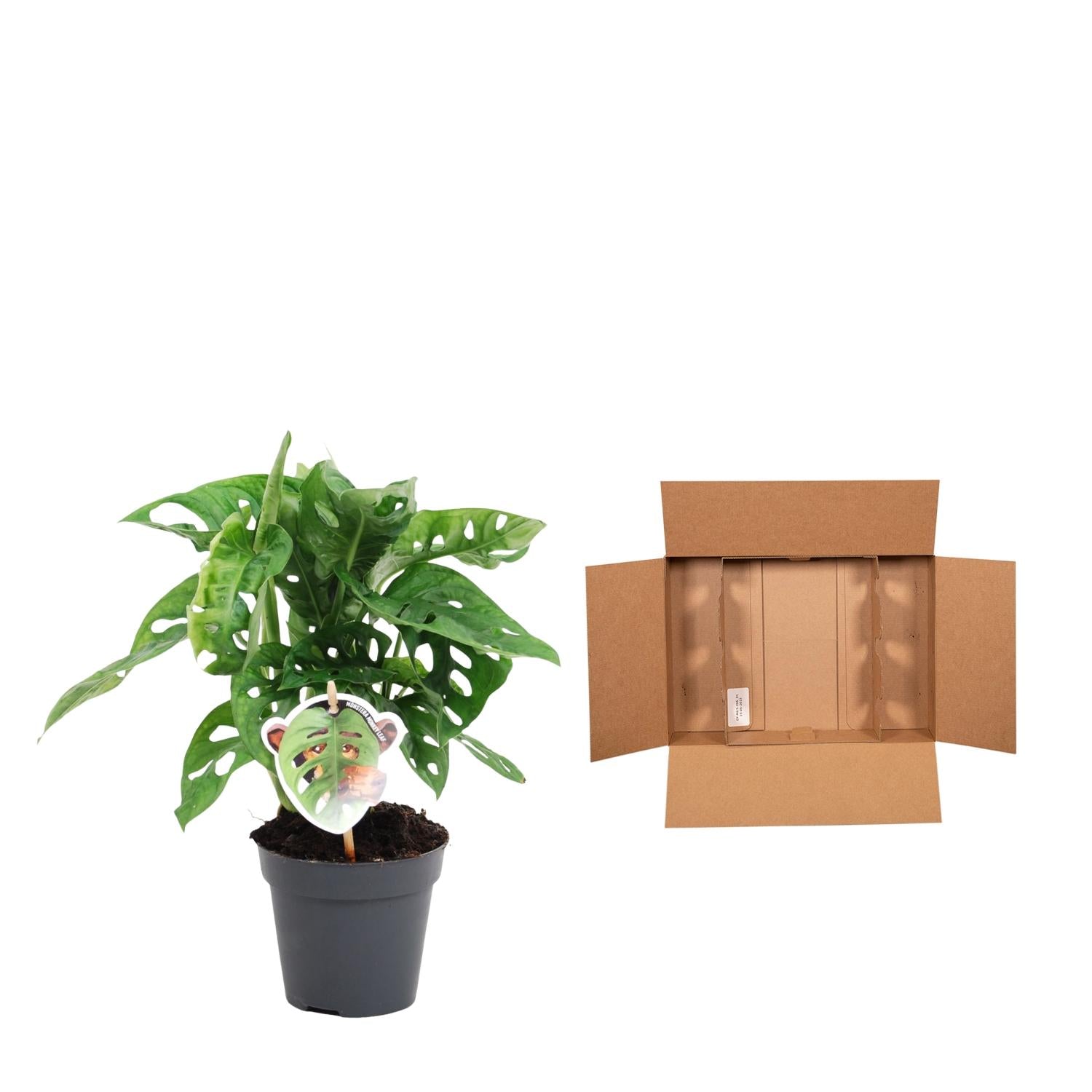 Monstera obliqua 'Monkey Leaf' - 25 cm - ø12 - XXLplant