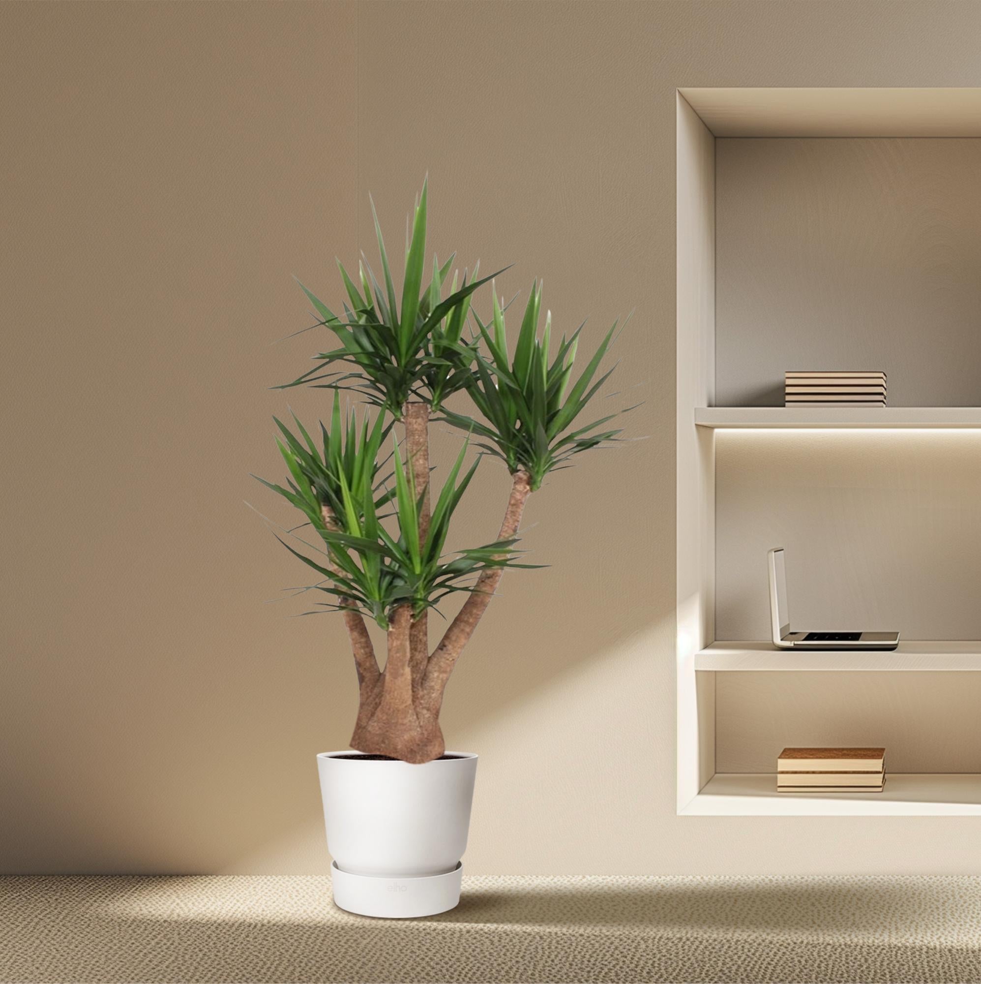 Yucca Elephantipes - Tropical Style Plant for Indoors and Outdoors