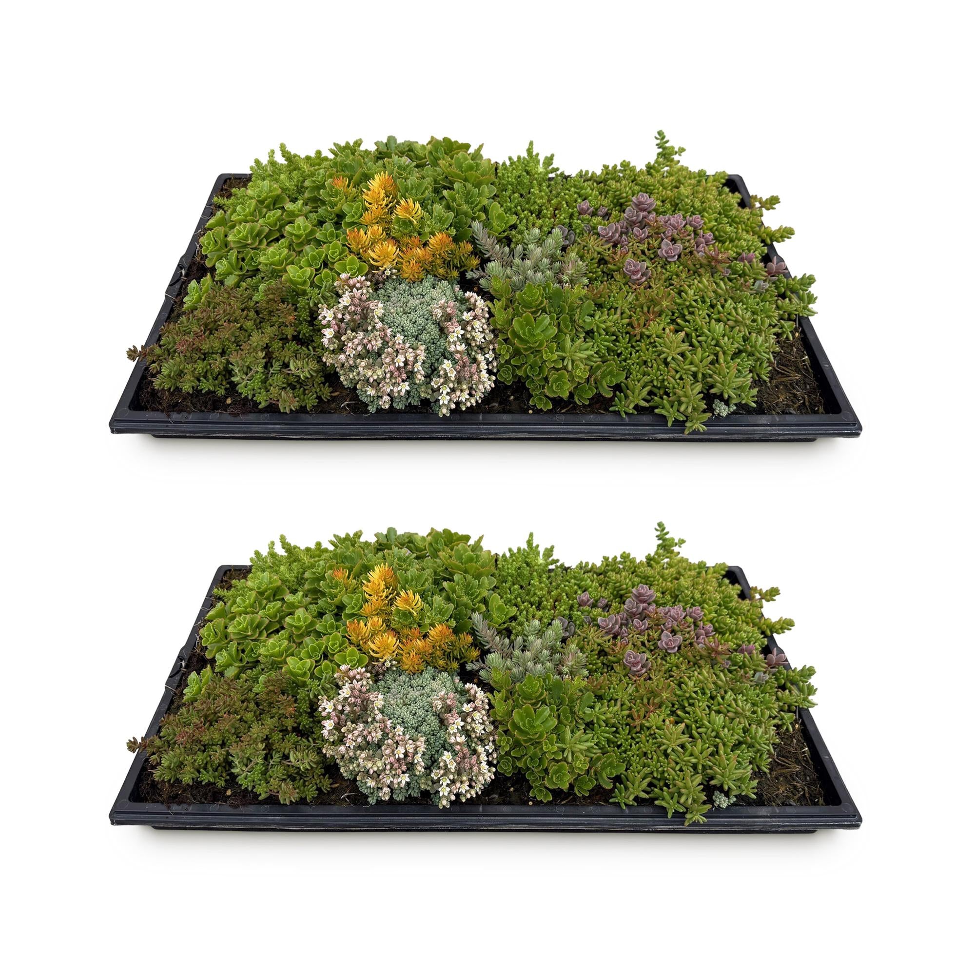Sedum bodembedekker winterhard, set van 2 matten 50x30 cm