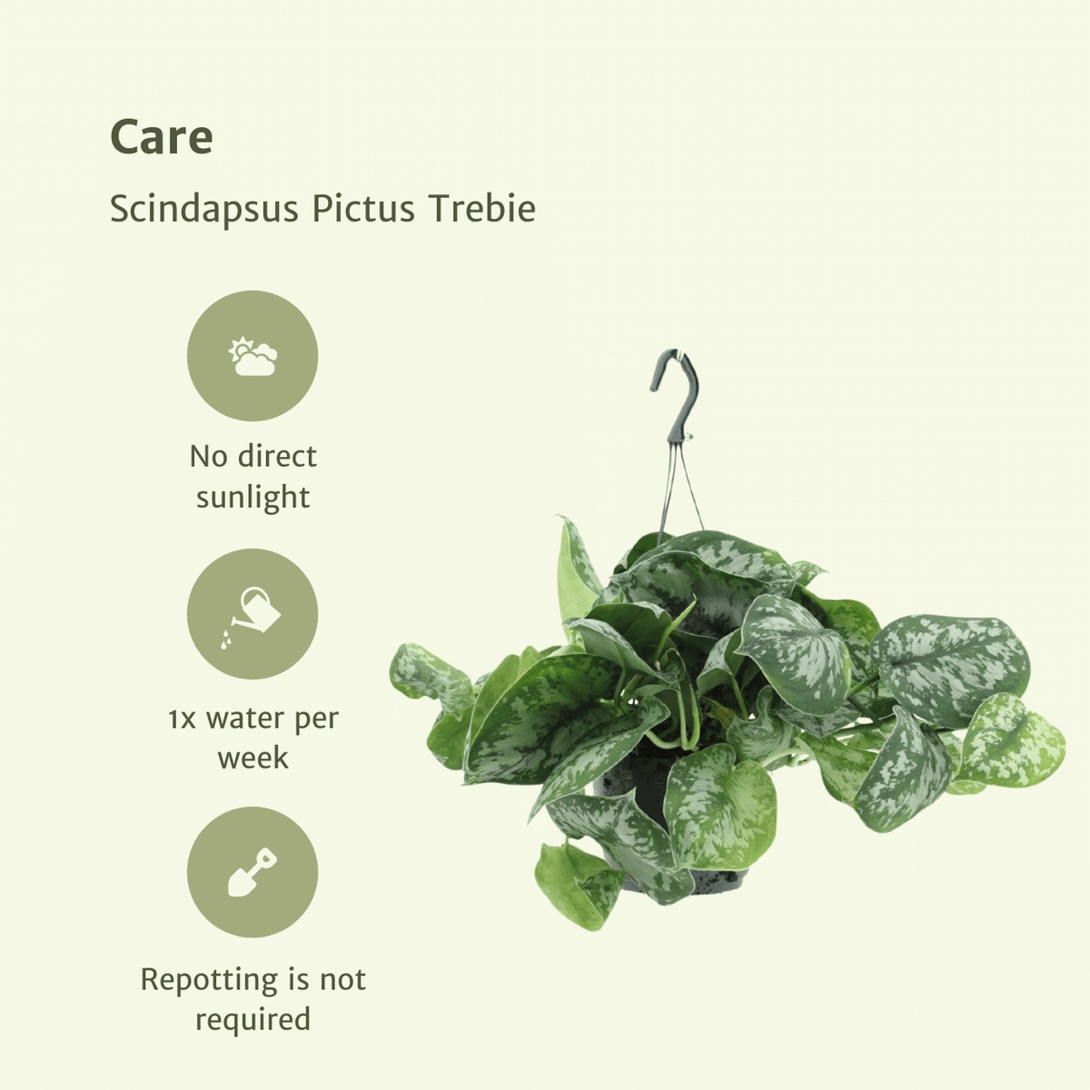 Scindapsus pictus 'Trebie'