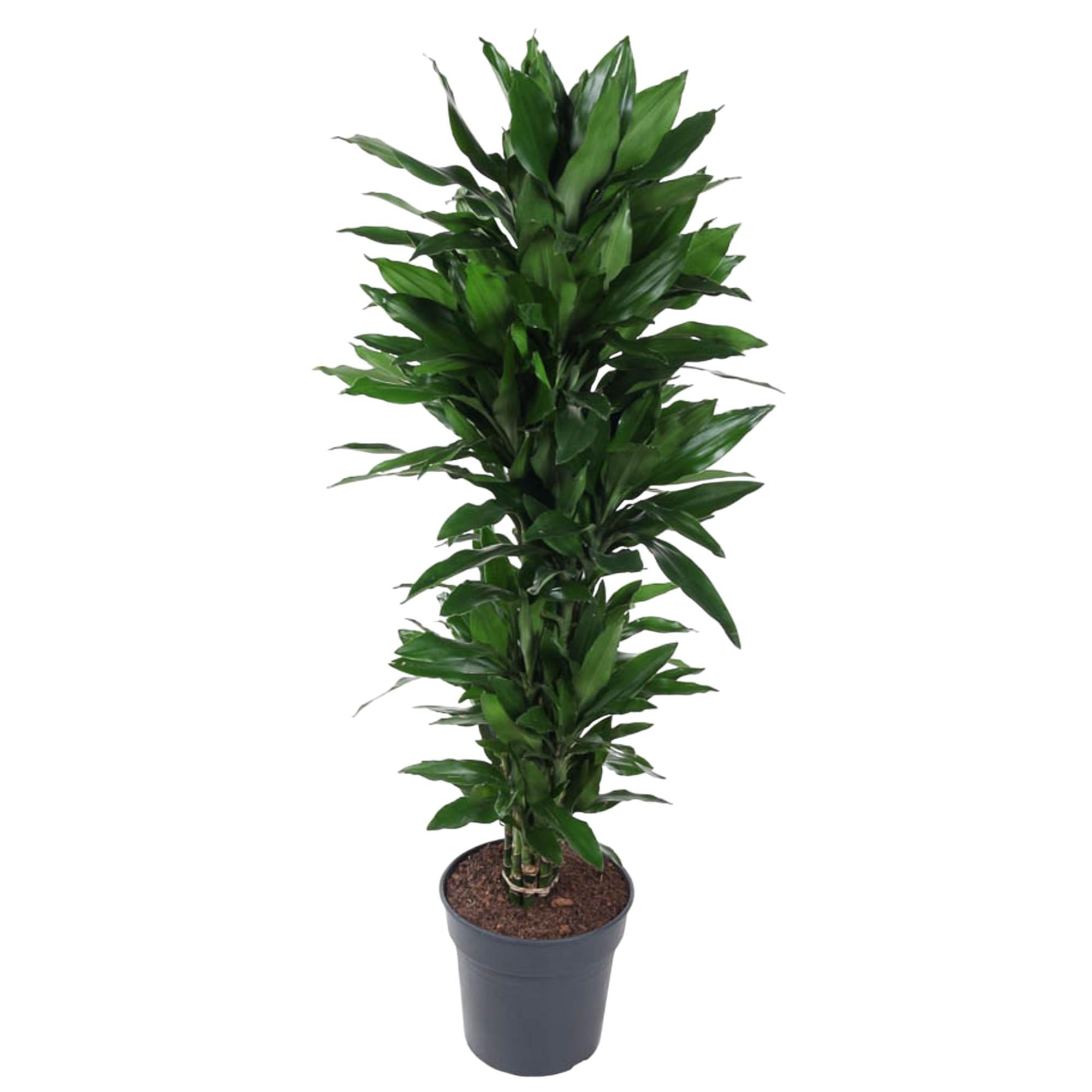 Drakenbloedboom Janet Lind vertakt (Dracaena) 120 cm hoog, pot ø27 cm
