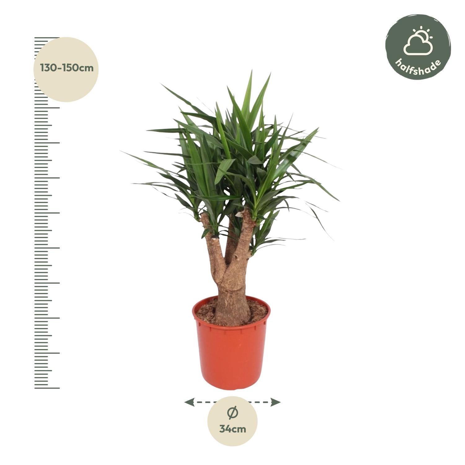 Yucca Elephantipes plant with sturdy trunk and narrow green leaves in a pot, ideal for bright indoor spaces.