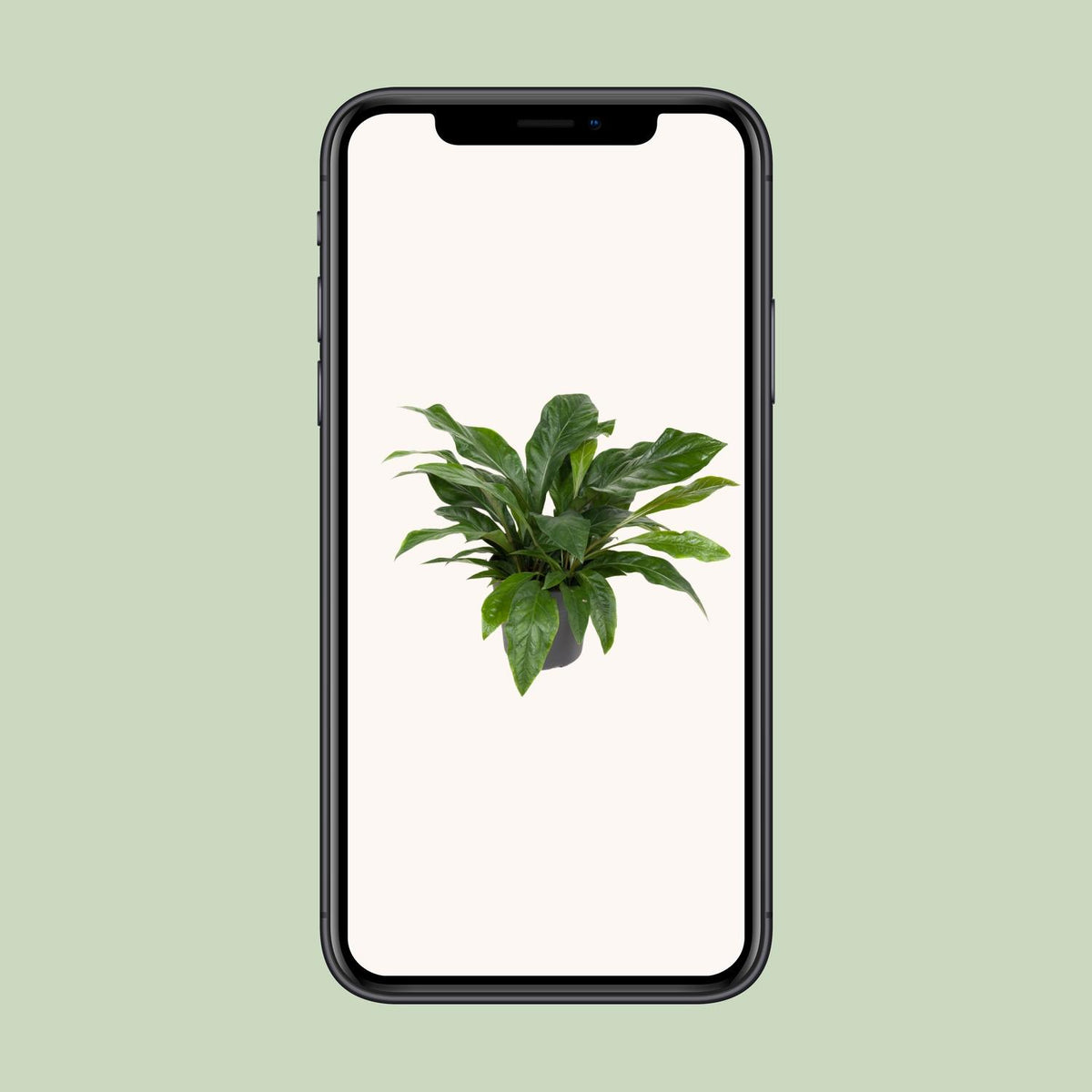 Flamingoplant (Anthurium 'Jungle Bush')