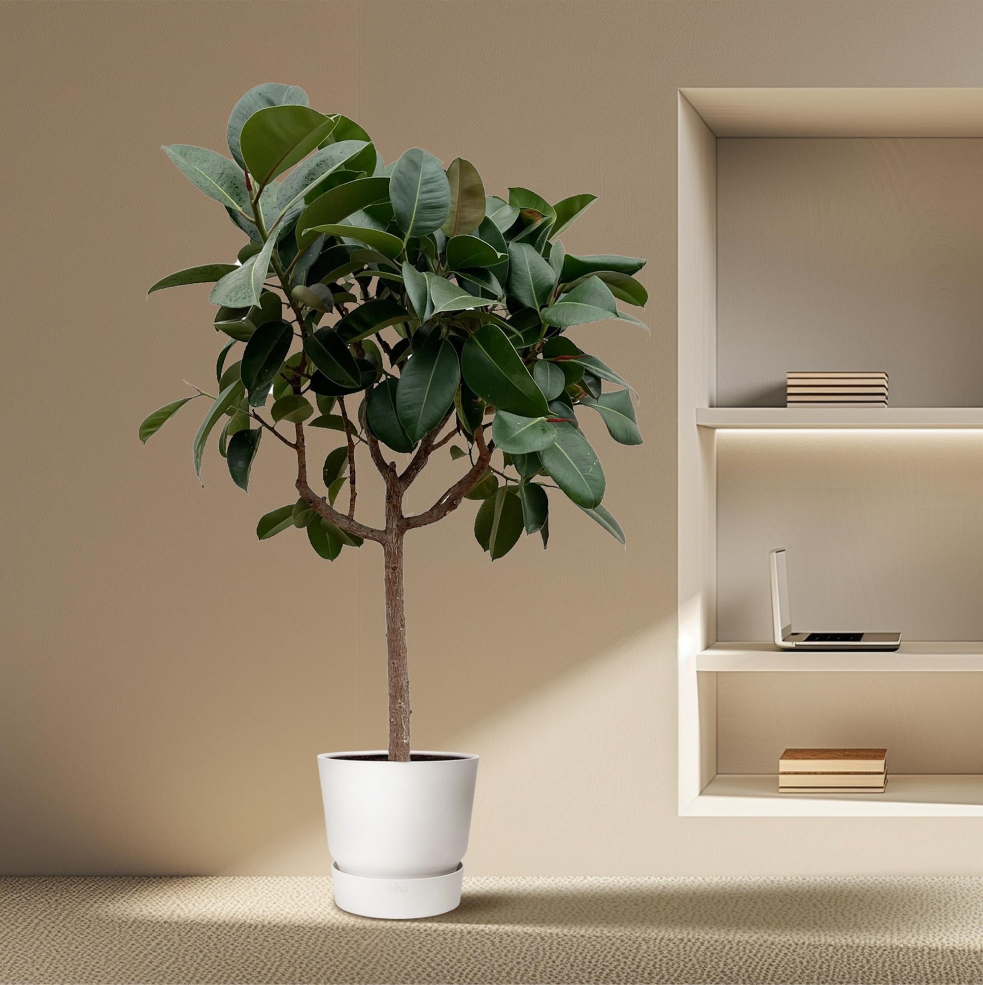 Rubberboom op stam (Ficus elastica Robusta) 200 cm hoog, pot ø40 cm