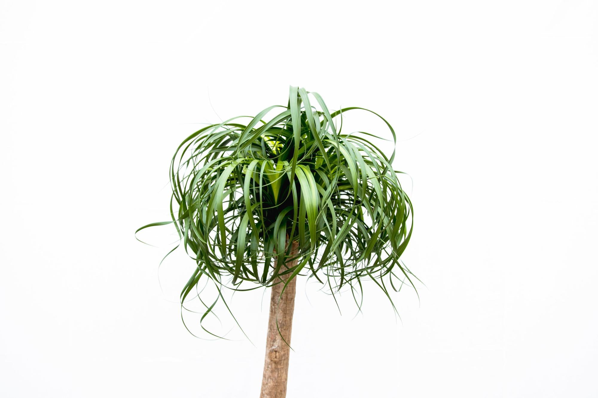 Olifantsvoet XXL (Beaucarnea recurvata) 180 cm hoog, pot ø34 cm