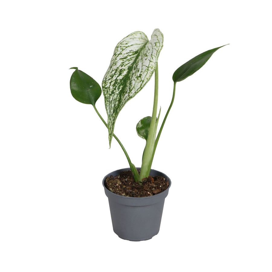 Monstera 'Devil Monster' 18 cm hoog, pot ø6 cm