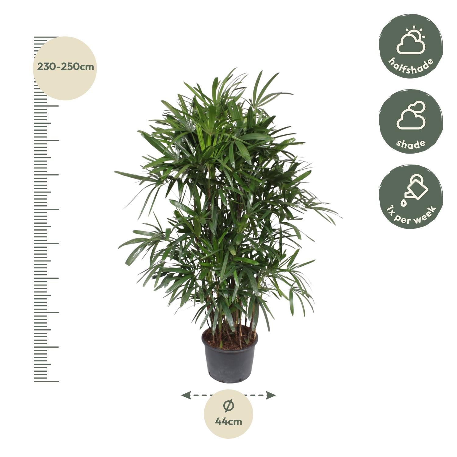 Rhapis Excelsa - 240 cm - ø44 - XXLplant