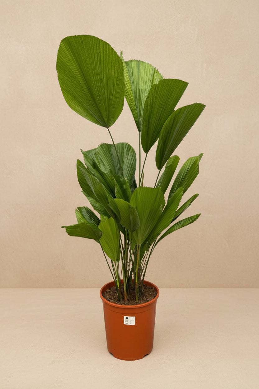 Licuala Grandis kamerplant met ronde waaiervormige bladeren in pot van 19 cm diameter