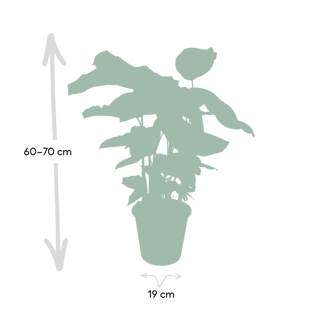 Korbmarante 50 cm hoch, Topf ø19 cm