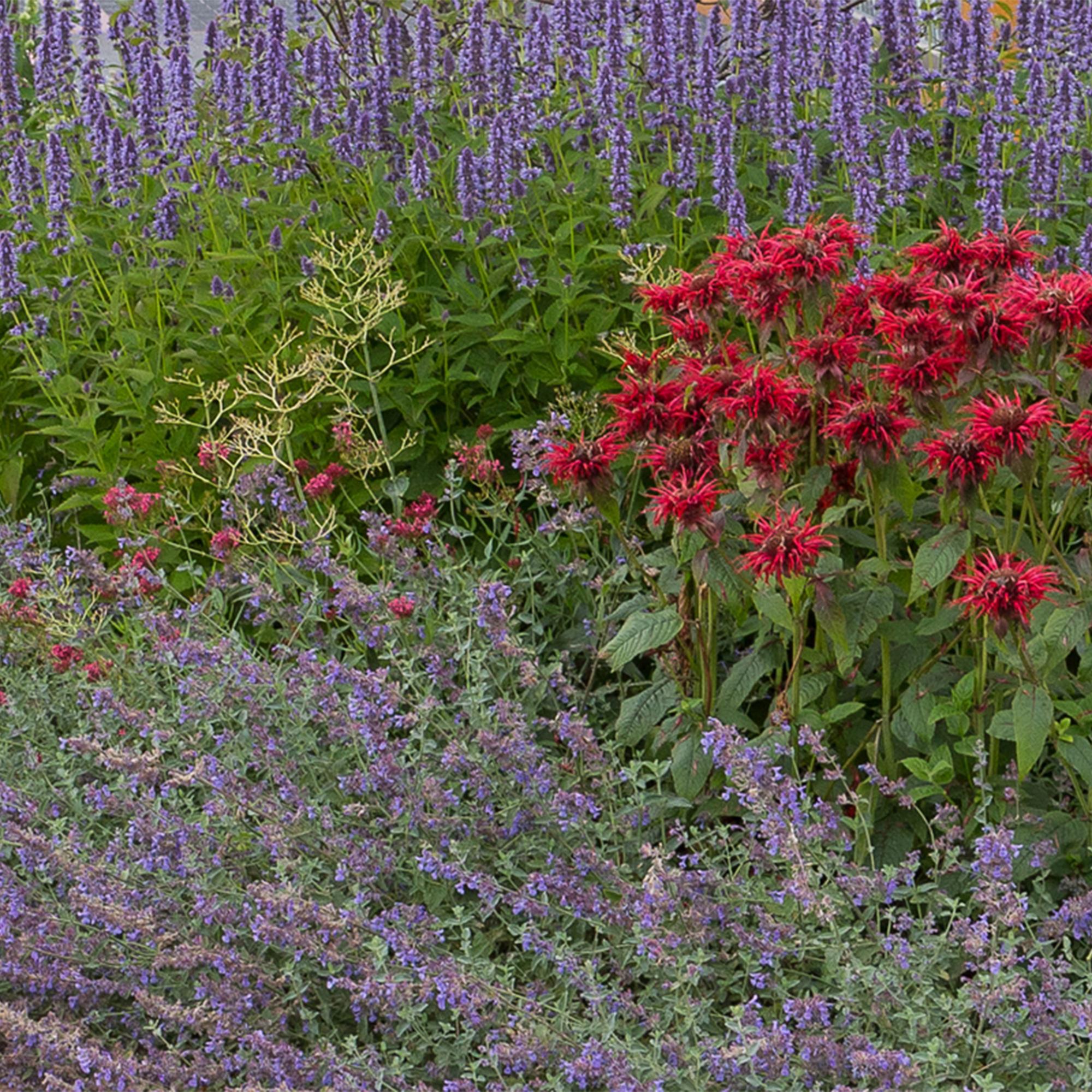 Borderpakket Geurend, 8 vaste planten voor 1 m², pot ø11 cm