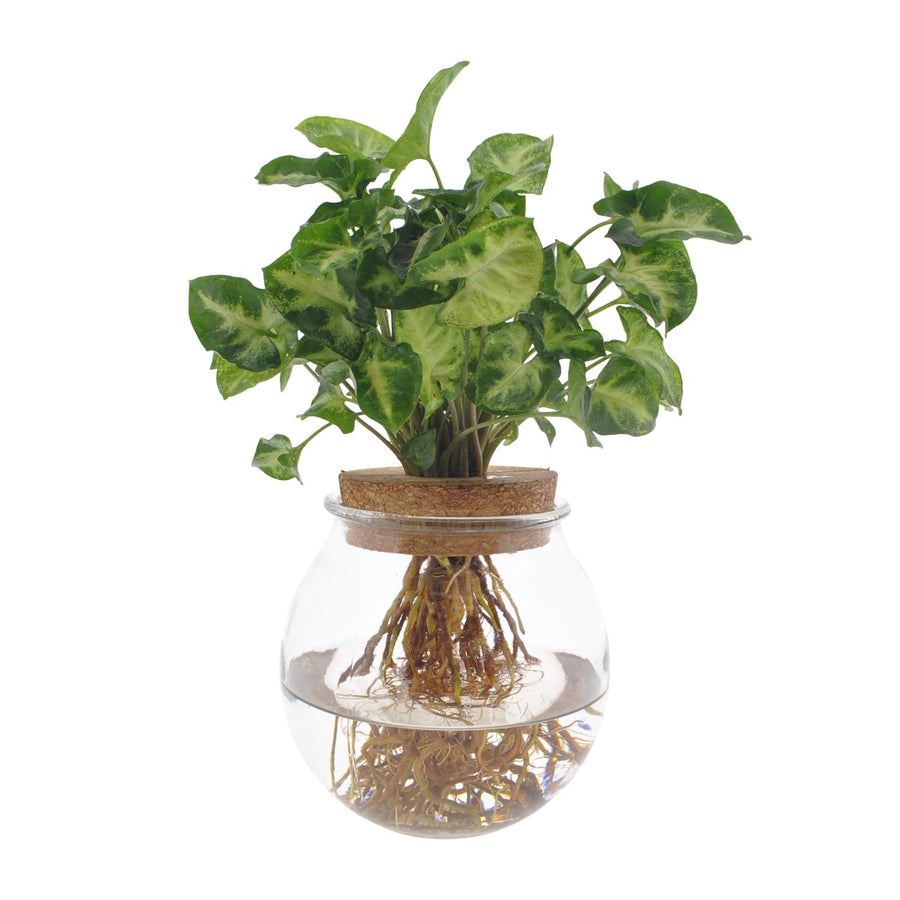 Pijlplant (Syngonium podophyllum 'Pixie') 30 cm hoog, pot ø12 cm