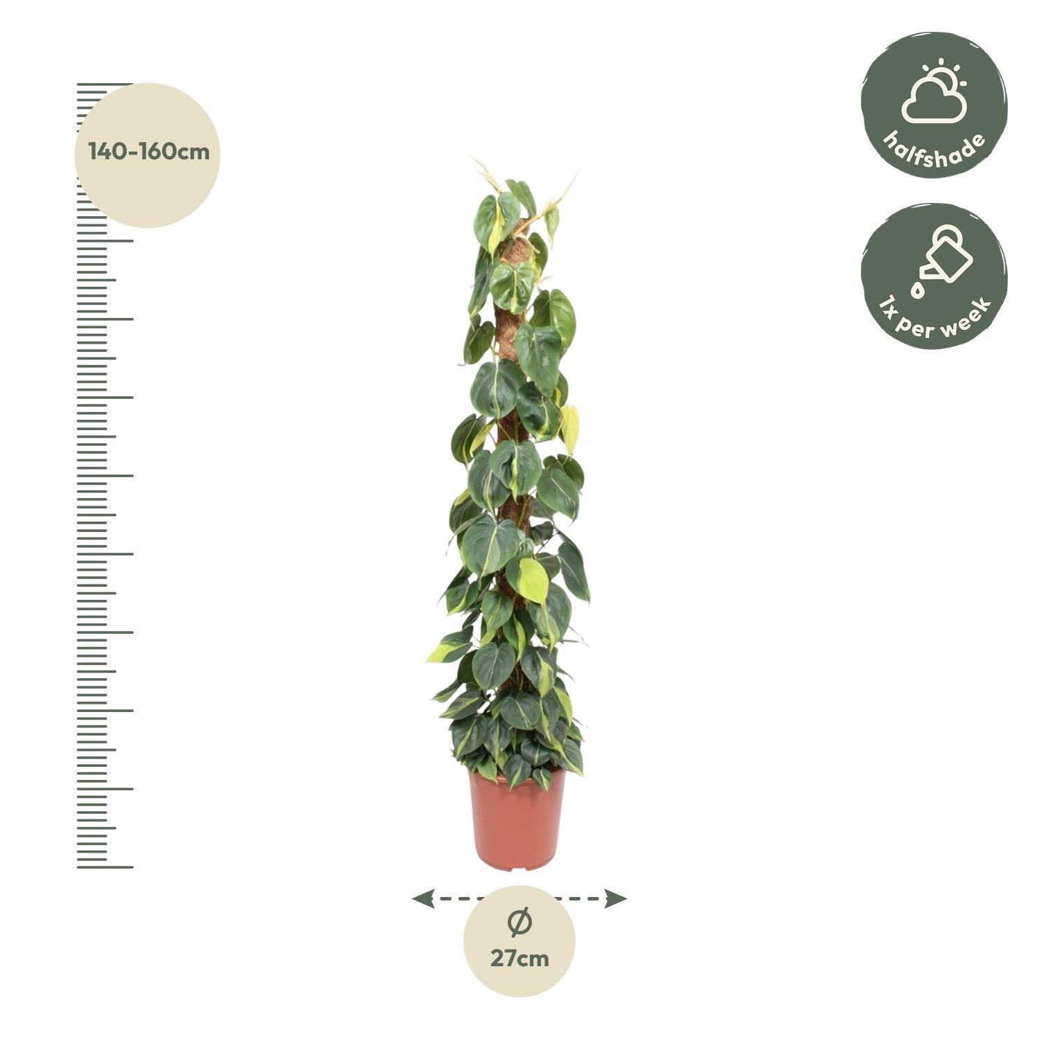 Philodendron scandens Brasil aan mosstok 150 cm hoog, pot ø27 cm