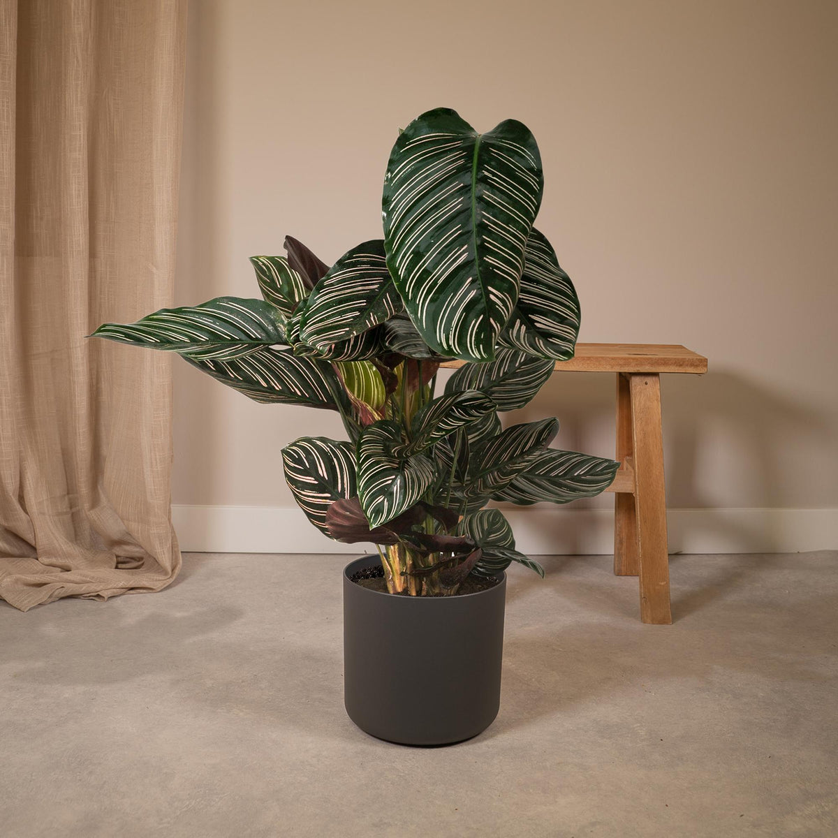 Kalatea 75 cm wysokości, doniczka ø19 cm