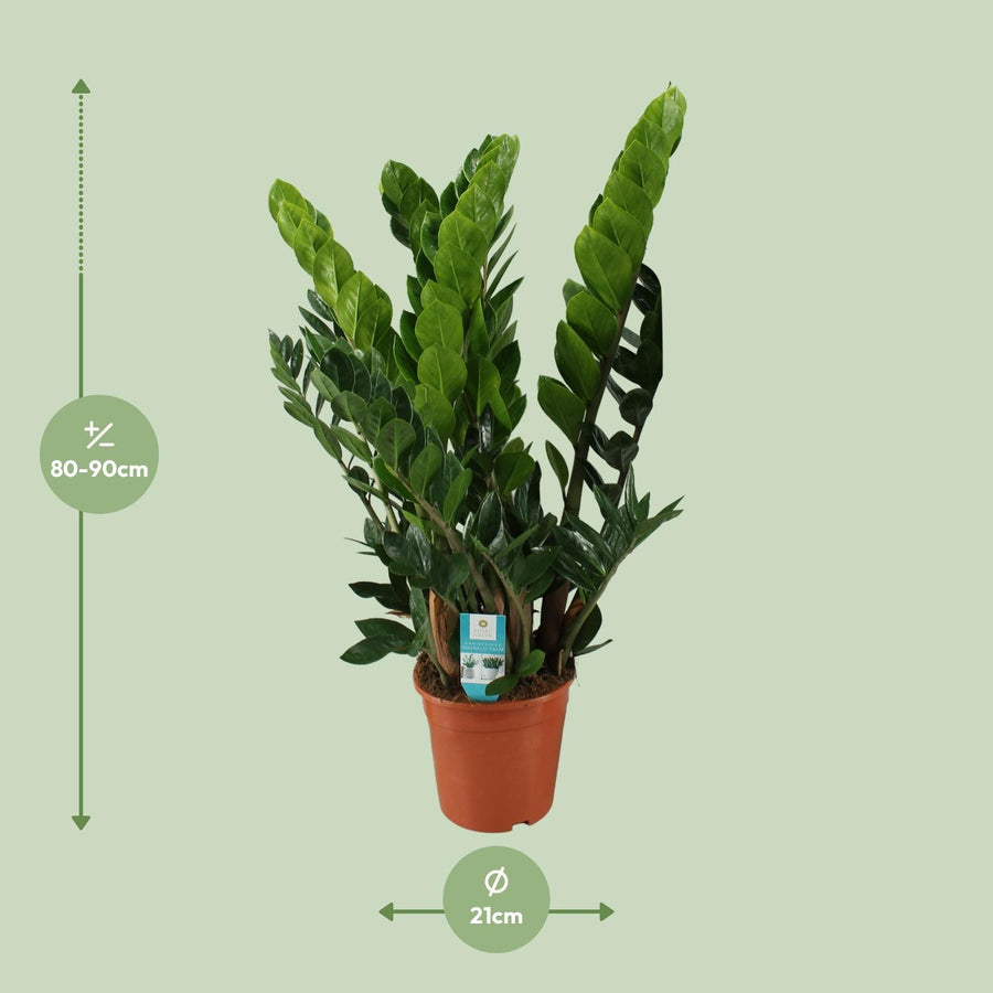 Zamiokulkas (Zamioculcas zamiifolia) 80 cm wysokości, doniczka ø21 cm