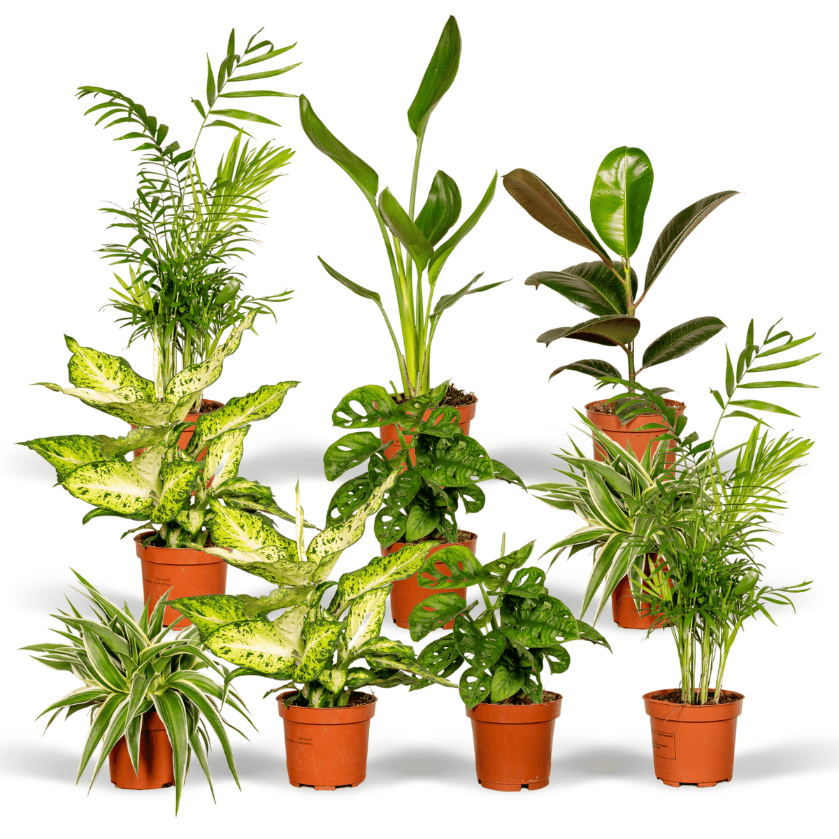 Verrassingsbox kamerplanten