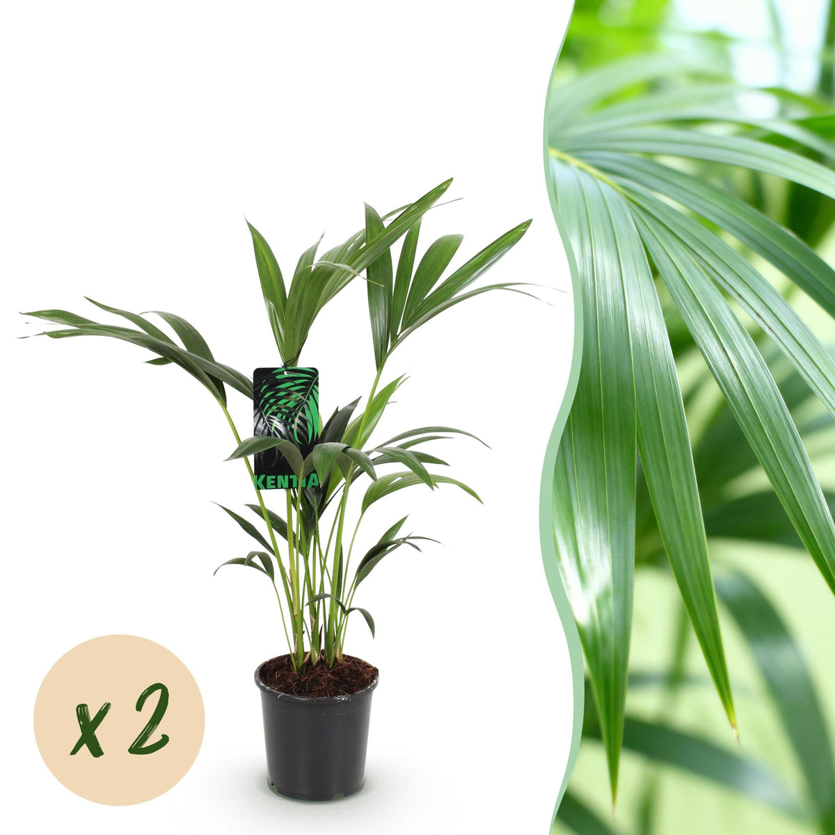 Palma kencja Howea forsteriana