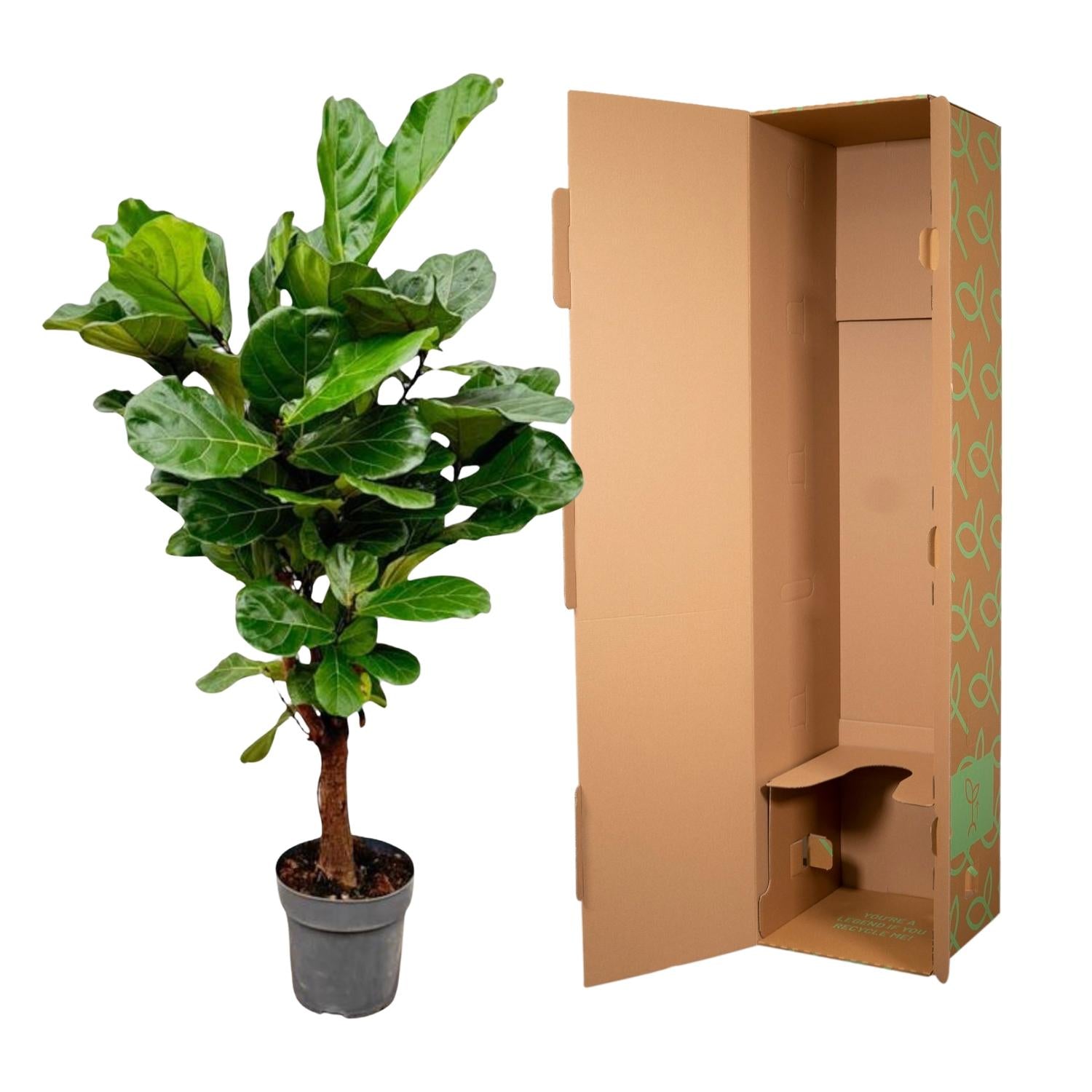 Ficus Lyrata met grote donker groene vioolvormige bladeren in pot van 24 cm diameter, 150 cm hoog