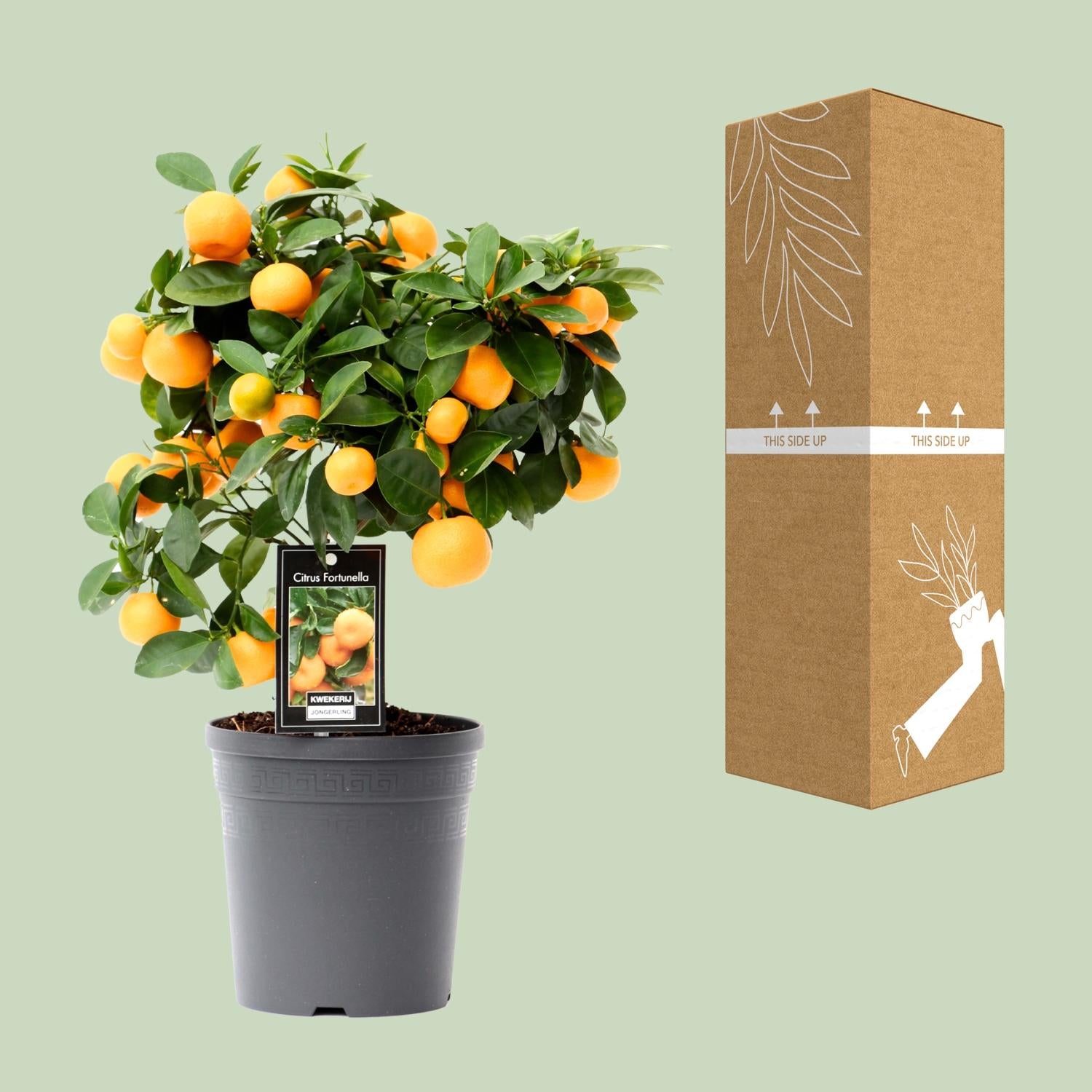 Calamondinboom (Citrus mitis) 40 cm hoog, pot ø15 cm