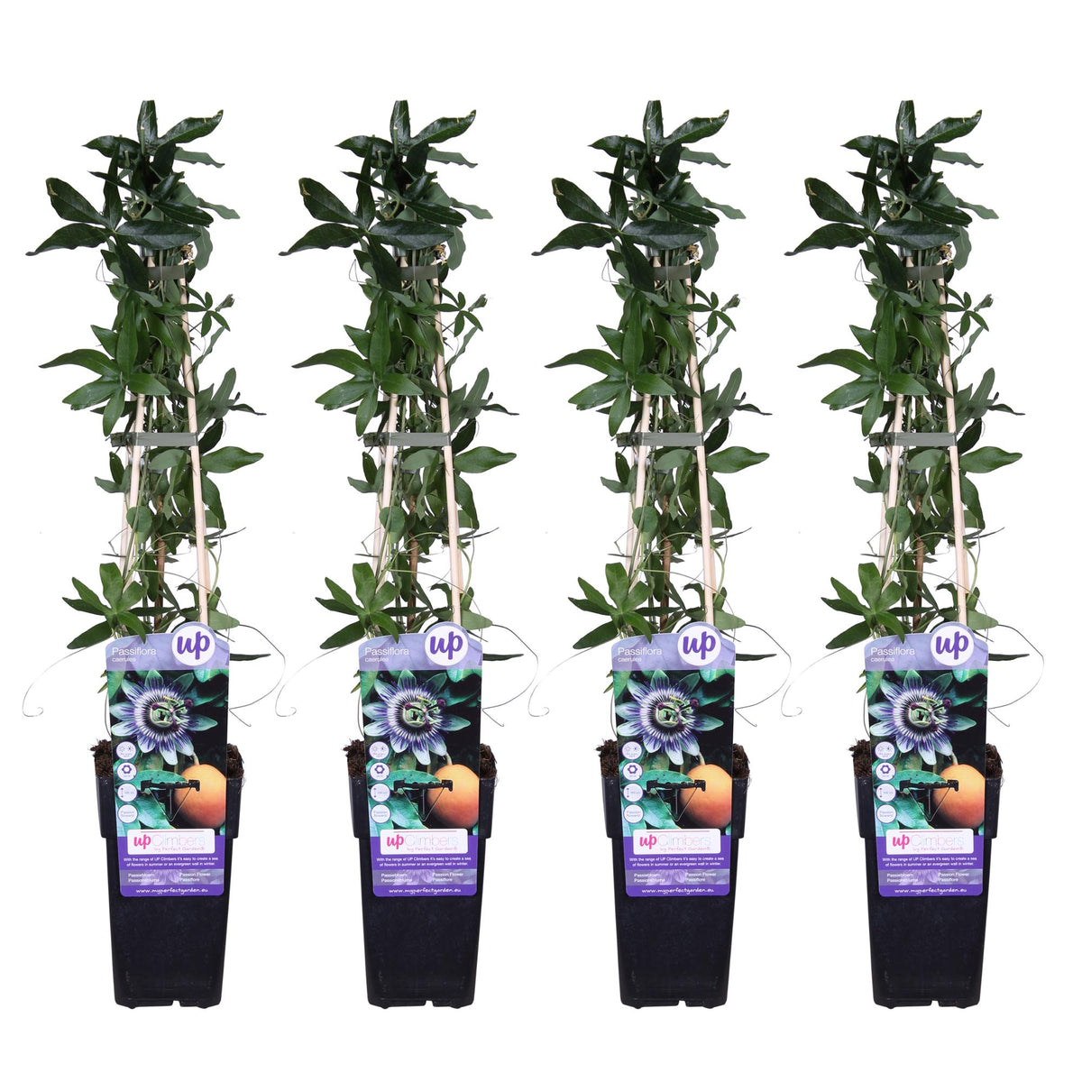 Blå passionsblomma , 4 växter på 65 cm