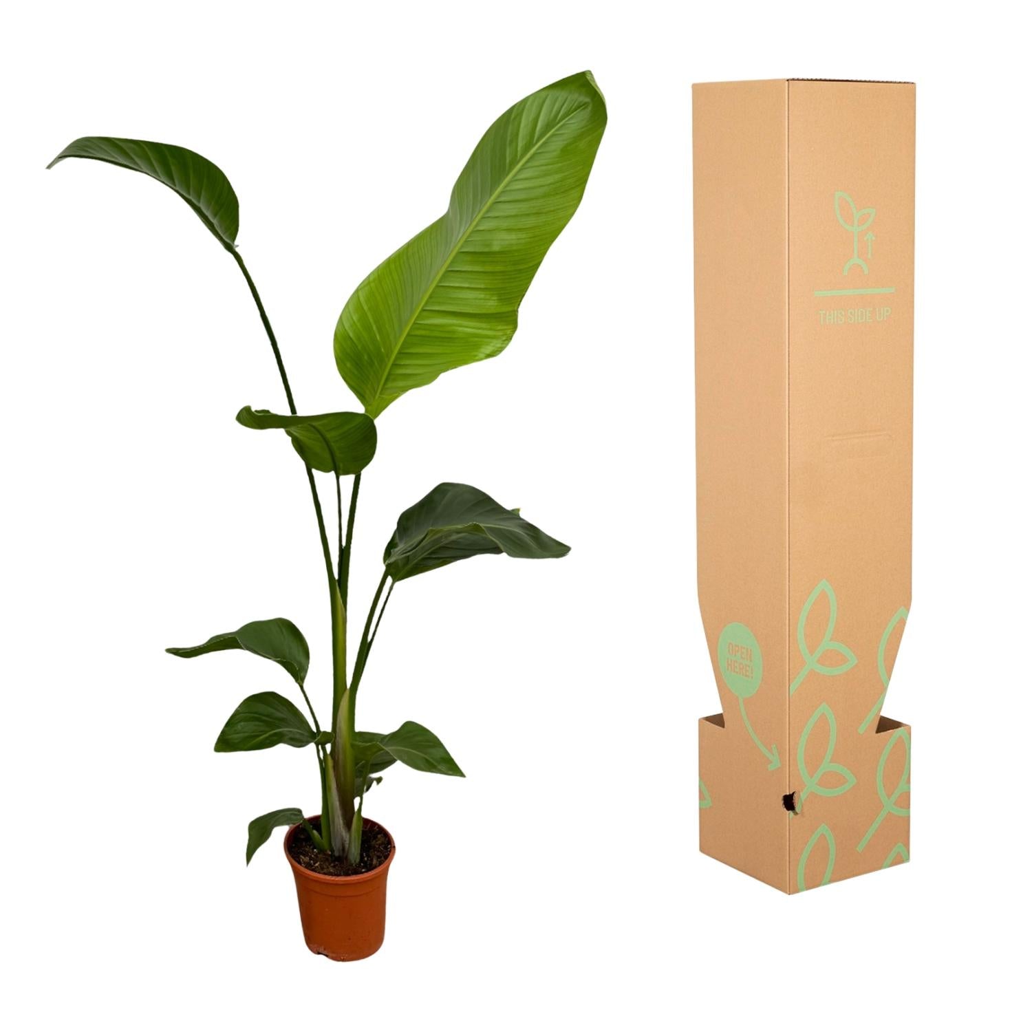 Witte paradijsvogel (Strelitzia nicolai) 100 cm hoog, pot ø17 cm, set van 2