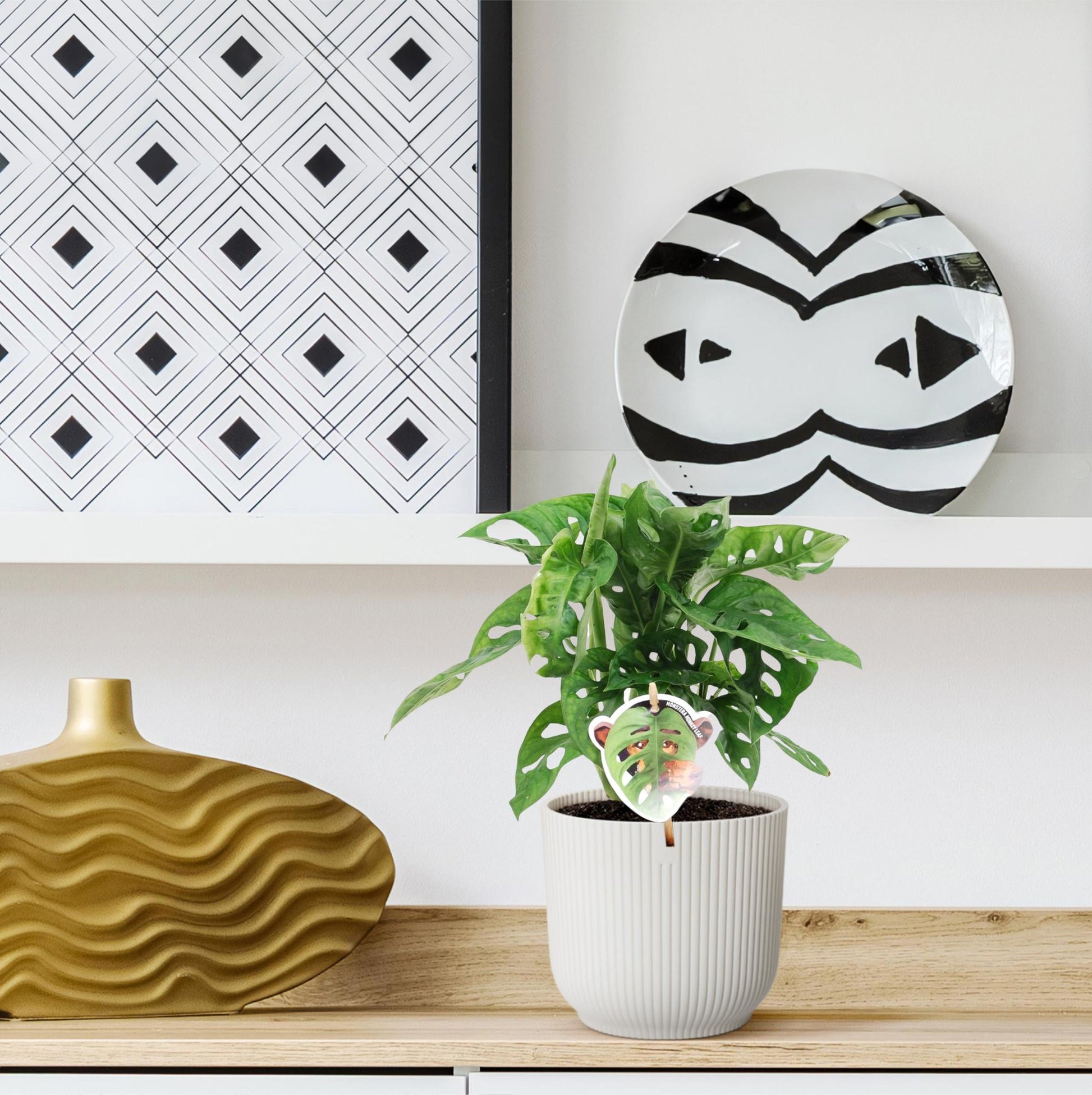 Monstera obliqua 'Monkey Leaf' - 25 cm - ø12 - XXLplant