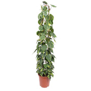 Philodendron scandens Brasil på netstativ 160 cm høj, potte ø27 cm