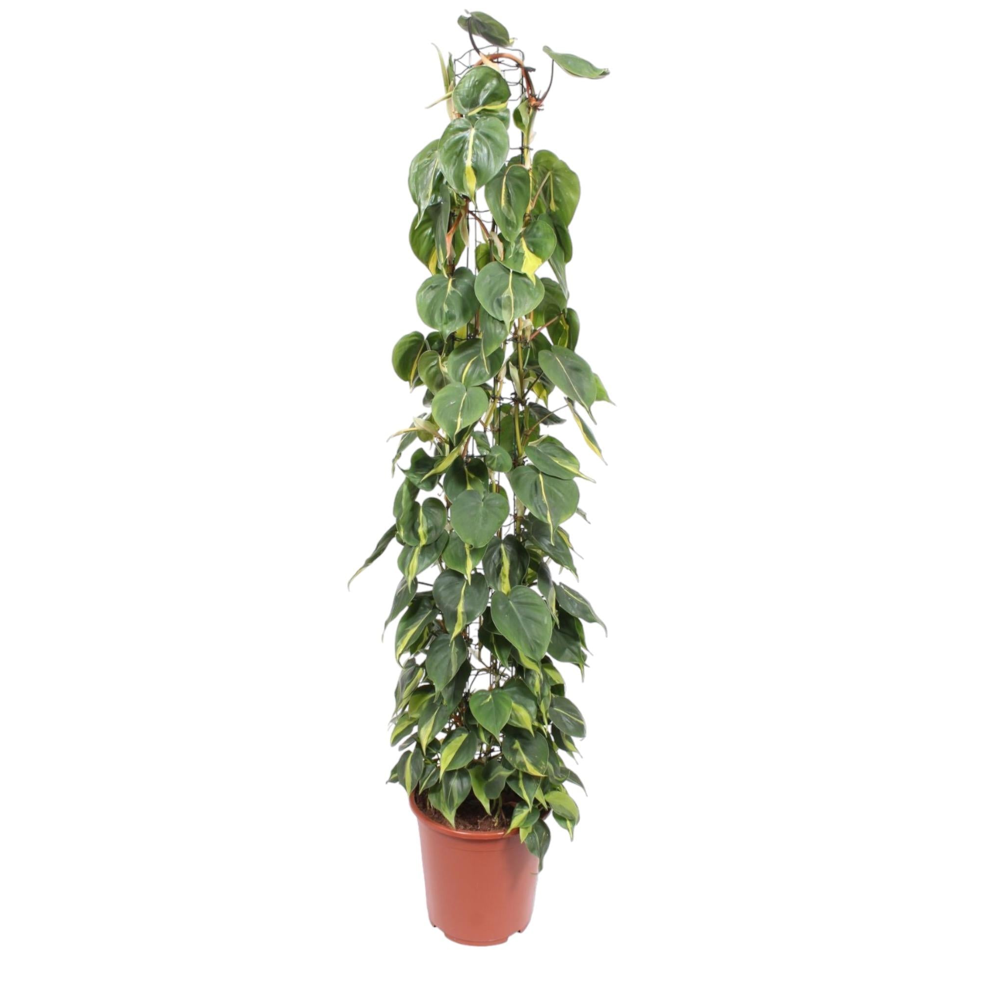 Philodendron scandens Brasil aan gaasrek 160 cm hoog, pot ø27 cm