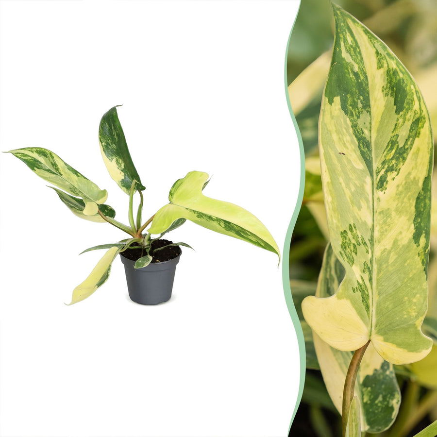 Philodendron 'Florida Beauty' 13 cm hoog, pot ø6 cm