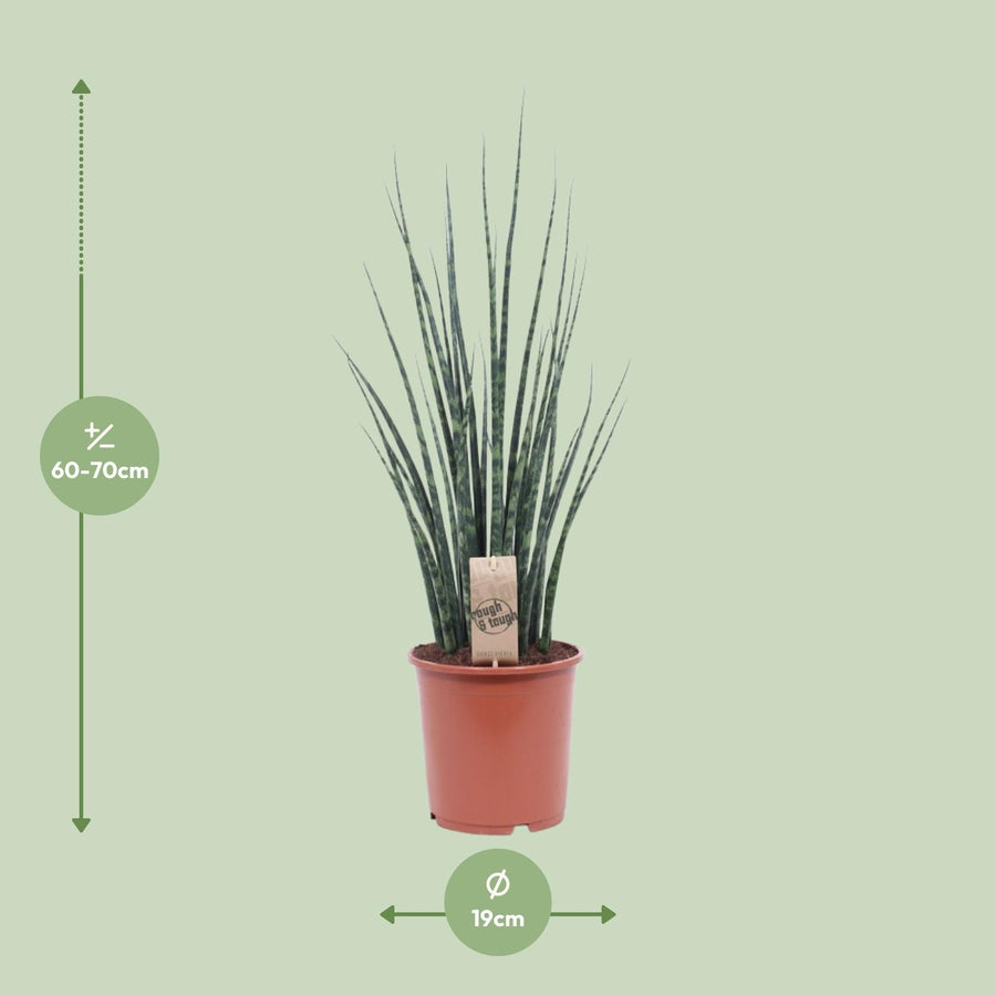 Bogenhanf (Sansevieria 'Fernwood Mikado') 80 cm hoch, Topf ø19 cm
