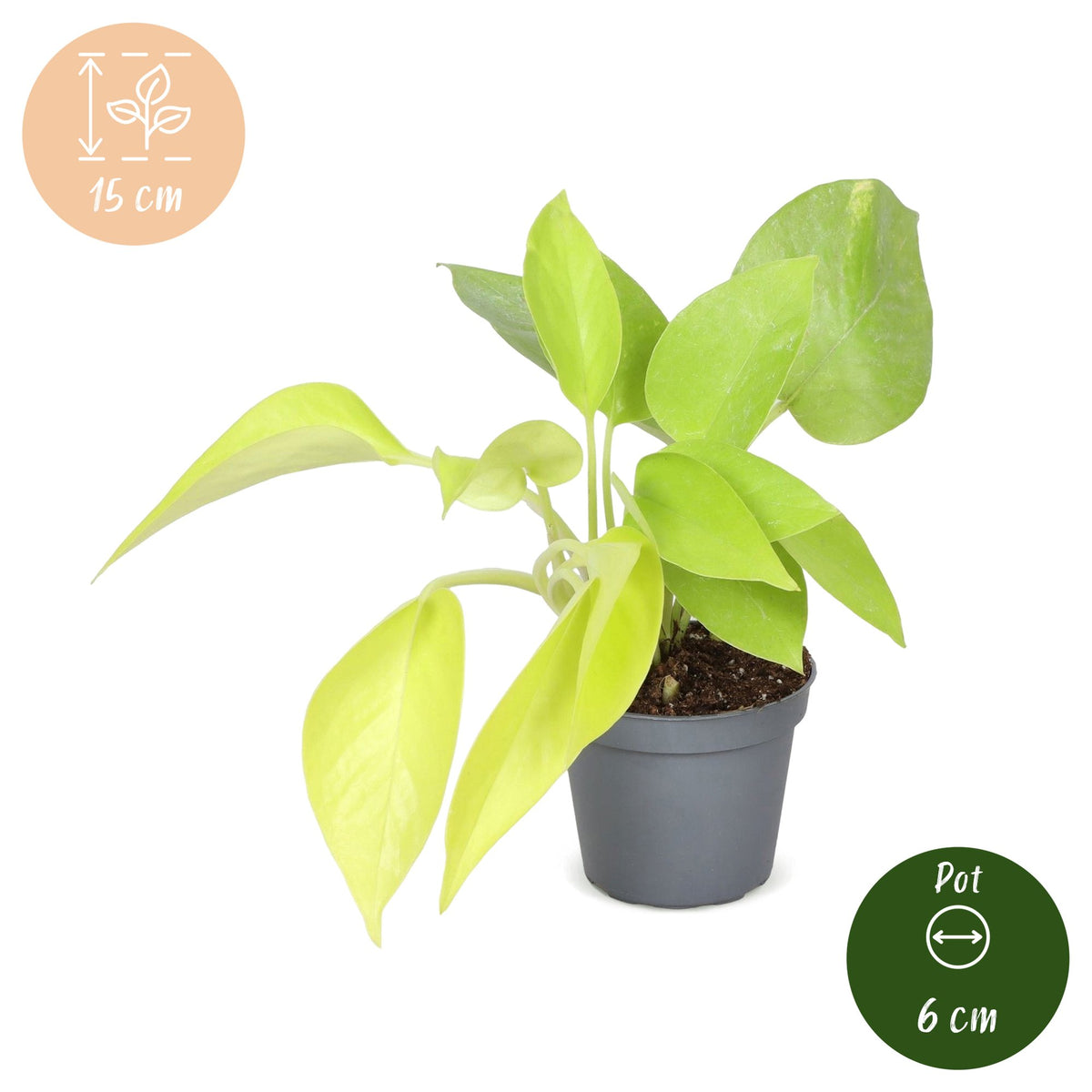 Philodendron 'Neon'