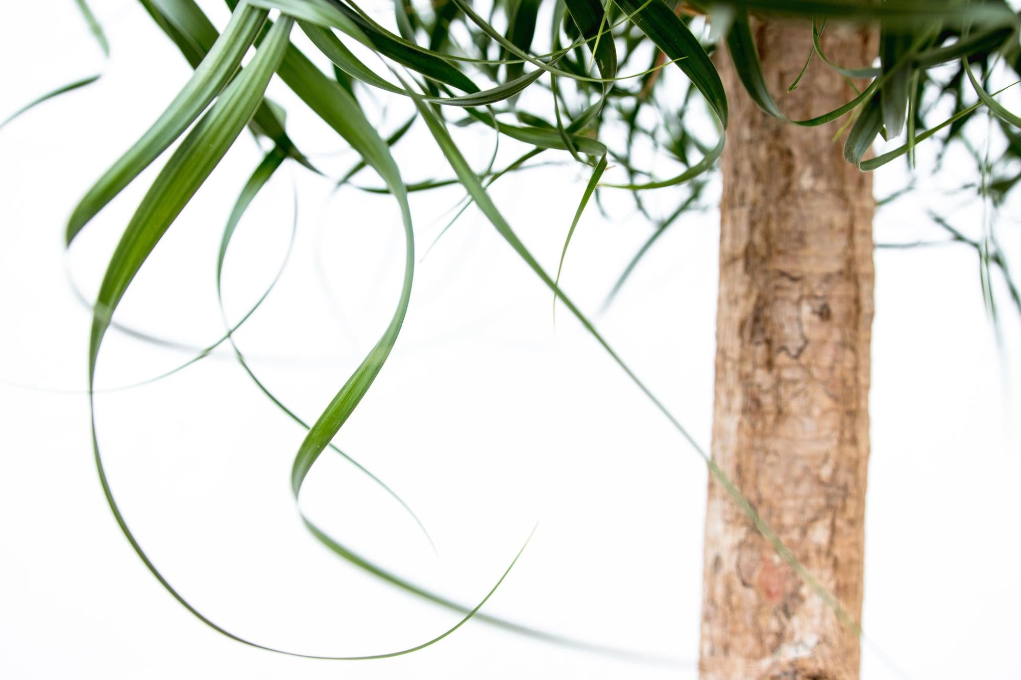 Olifantsvoet XXL (Beaucarnea recurvata) 180 cm hoog, pot ø34 cm