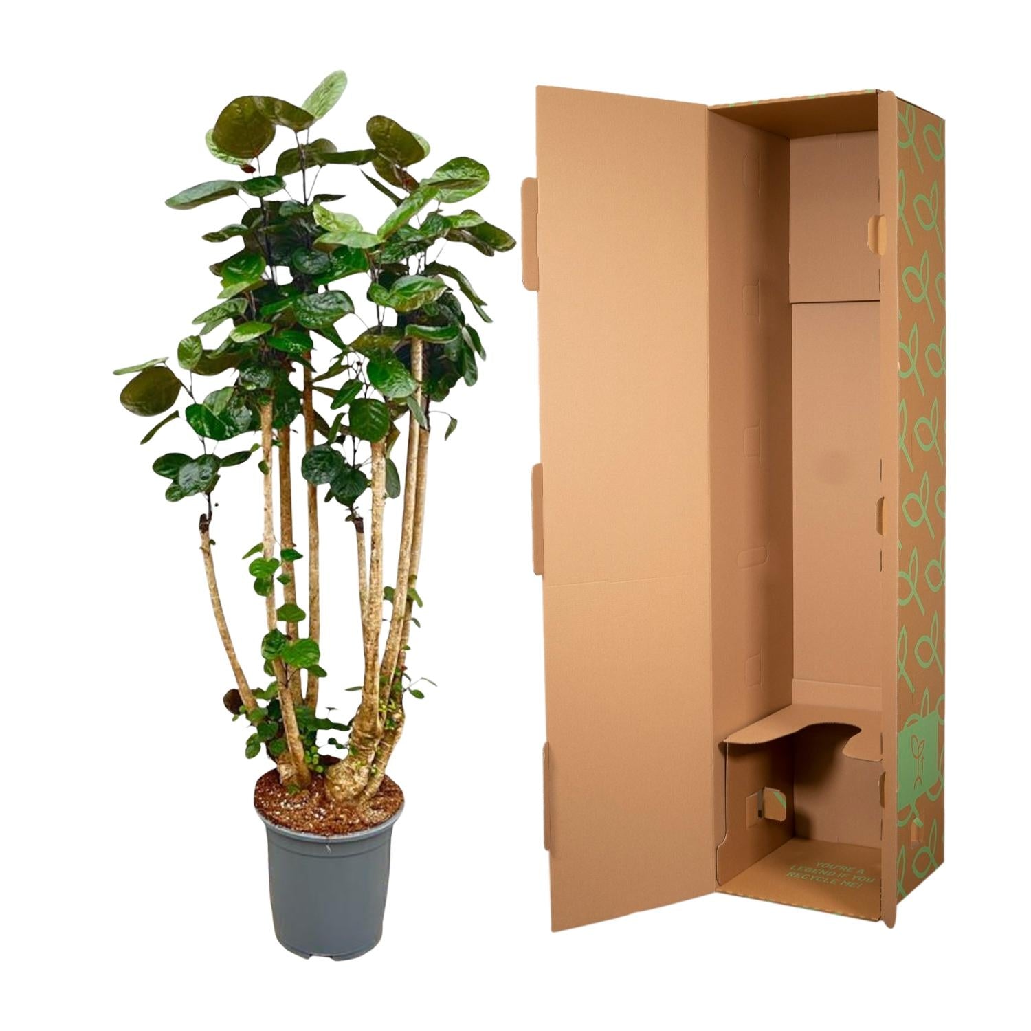Polysicas Fabian XXL - 150 cm - ⌀30 - XXLplant