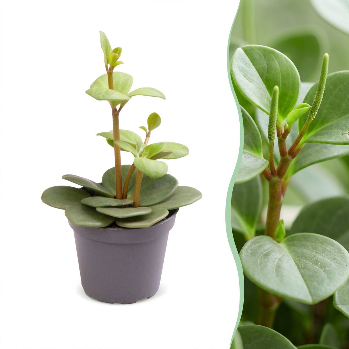 Peperomia 'Hope'
