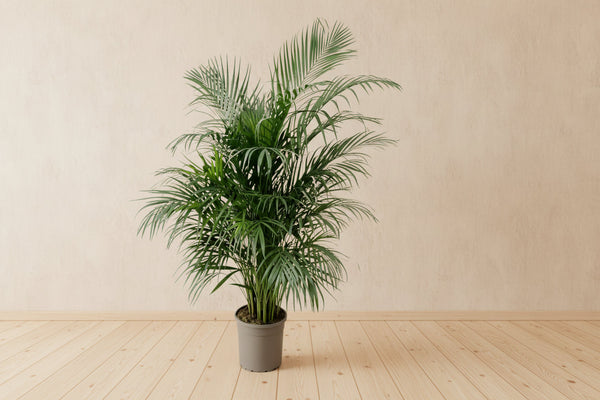 Areca palme (Dypsis lutescens, guldpalme) 140 cm høj, potte ø24 cm