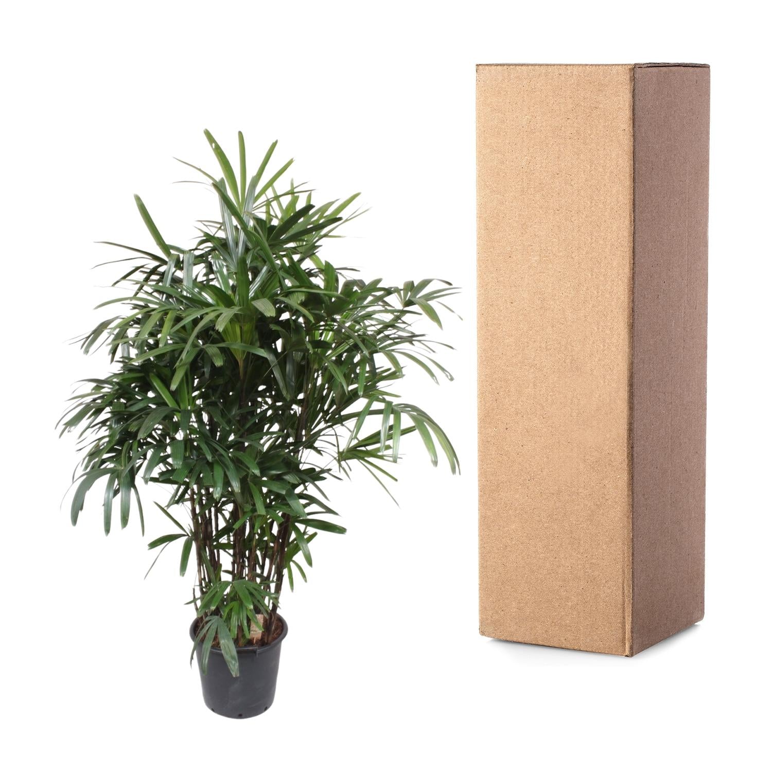 Rhapis Excelsa - 190 cm - ø40 - XXLplant