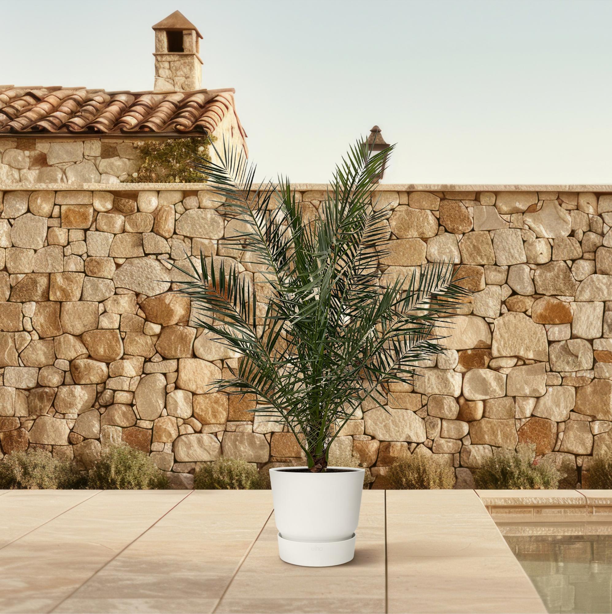 Phoenix Canariensis palm plant with dark green feathery leaves in a white pot against stone wall background.