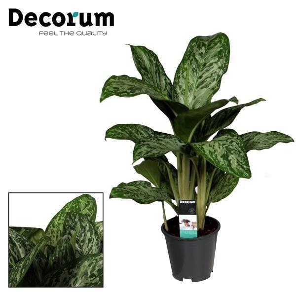 Aglaonema 60 cm høj, potte ø17 cm