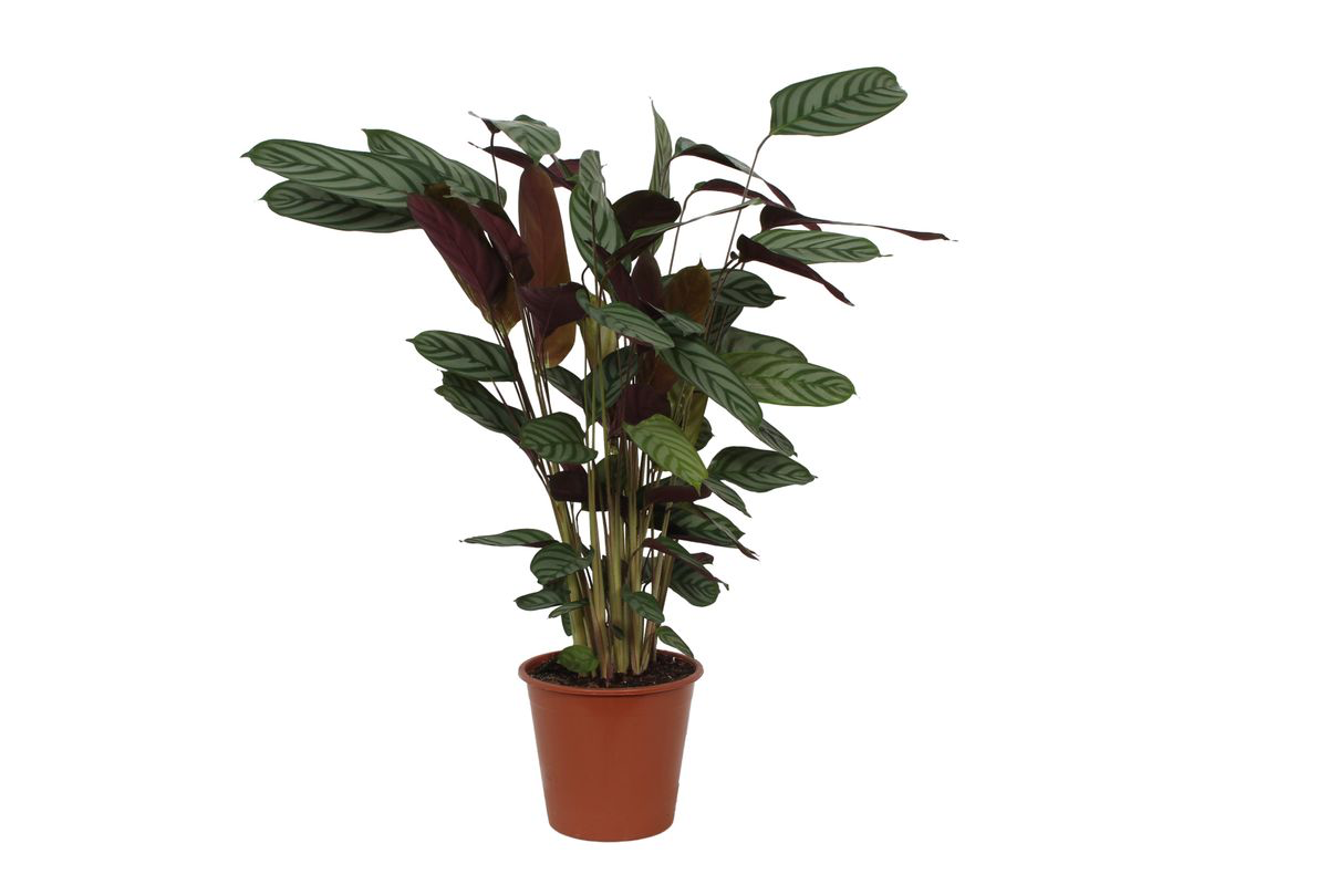 Calathea Compactstar Ø 80cm - ø19