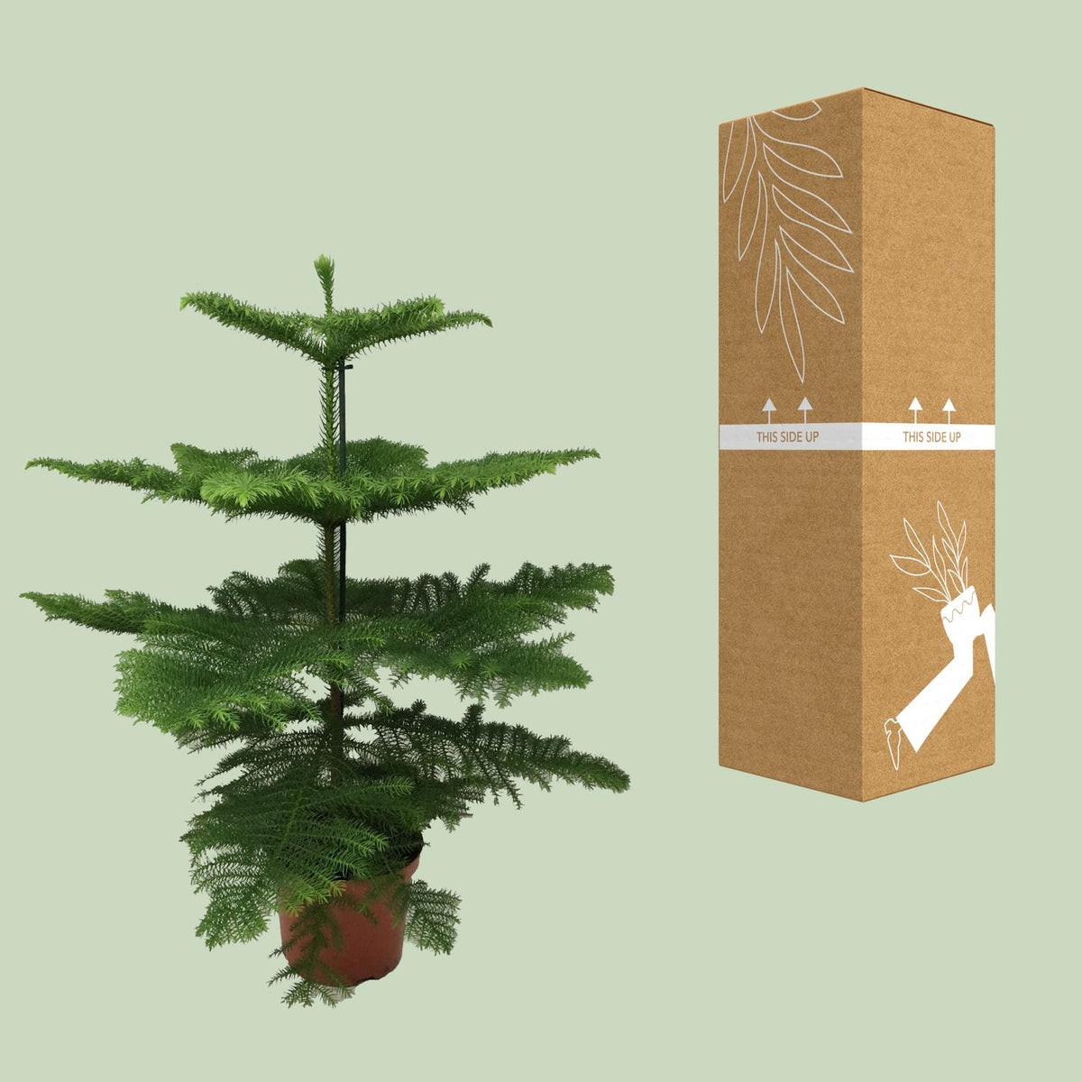 Zimmertanne 70 cm hoch, Topf ø21 cm