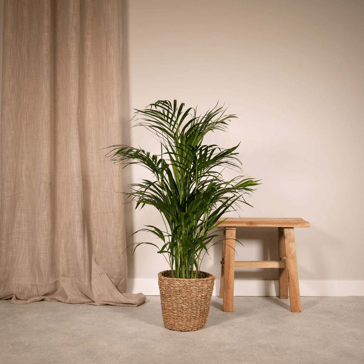 Goudpalm (Dypsis lutescens)