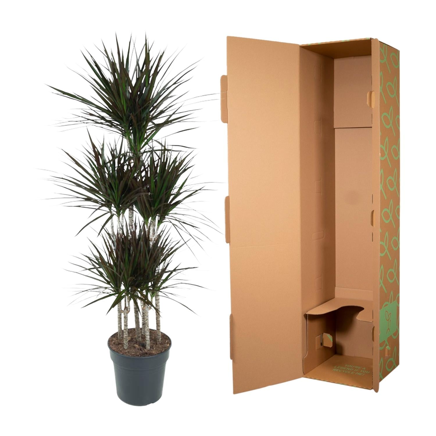Drakenbloedboom Magenta Carrousel (Dracaena) 150 cm hoog, pot ø31 cm