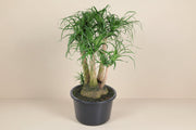 Beaucarnea (Olifantsvoet) op 110cm — XXLplant